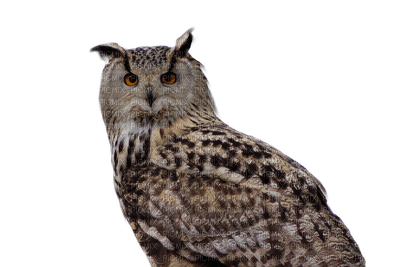 Owls - besplatni png