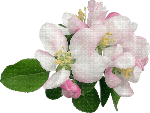 Apple Blossom - darmowe png