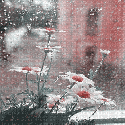 soave background animated flowers windows rain - GIF animado grátis