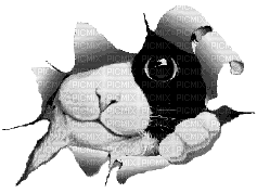 Kitty Peek - Bezmaksas animēts GIF