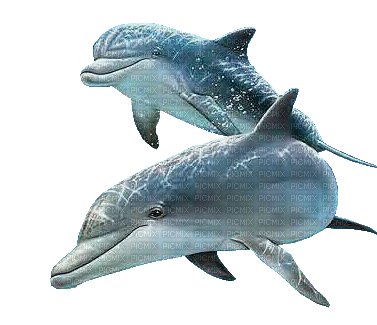 Kaz_Creations Animals Animal Dolphins - Δωρεάν κινούμενο GIF