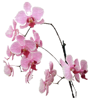 orquidea - png ฟรี