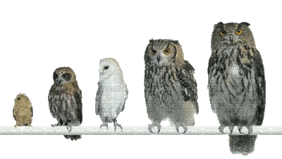 Owls Hibou on a Pole Animated - Free animated GIF