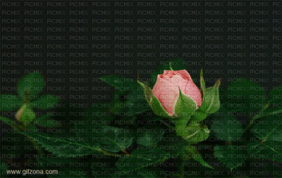 Rose - GIF animasi gratis