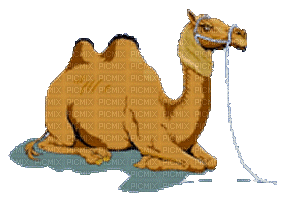 chameau - GIF animado gratis