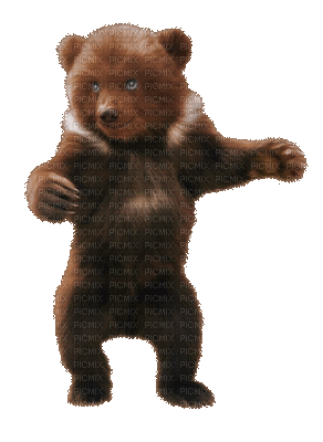 bear gif - Free animated GIF