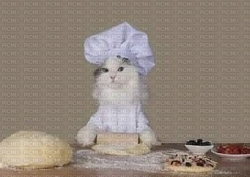 gatto cuoco - gratis png