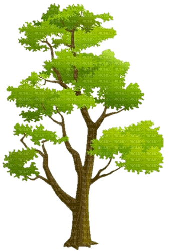 tree - δωρεάν png