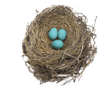 Bird Nest - PNG gratuit