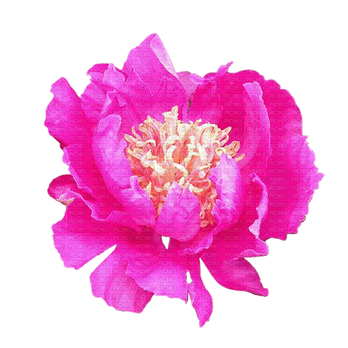 Pink Peony - kostenlos png