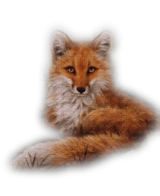 Kaz_Creations Fox - png grátis