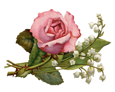 rosa vintage  transparente  dubravka4 - PNG gratuit