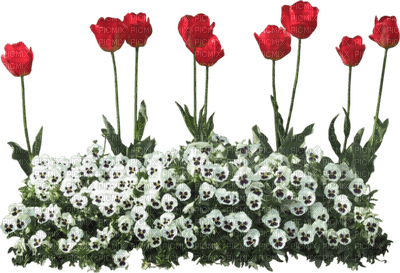 flowers - darmowe png