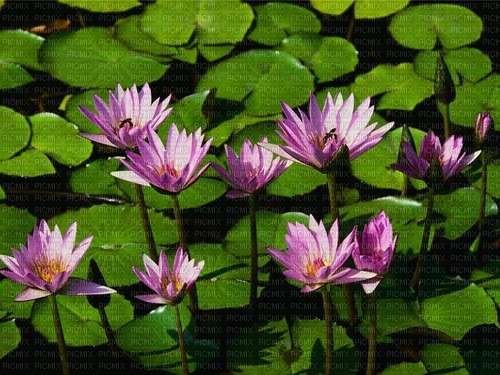 Windows XP Water lilies - фрее пнг