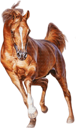 soave animals horse deco brown - Free PNG