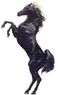 Cheval. - Free PNG