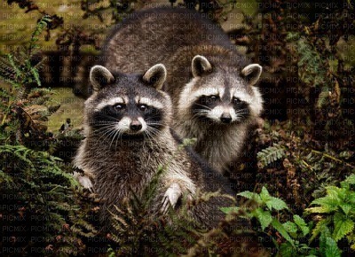 raccoon bp - nemokama png