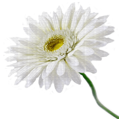 flower by nataliplus - besplatni png