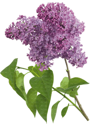 flowers lilac -  Nitsa P - kostenlos png