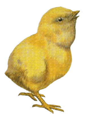 kurczak wielkanocny - nemokama png