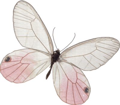 papillon - zdarma png