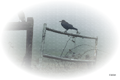 cuervo - фрее пнг