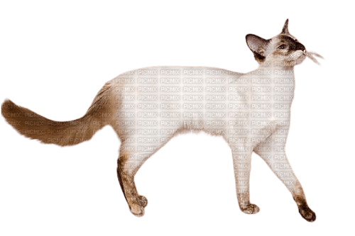 silly fancy cat - δωρεάν png