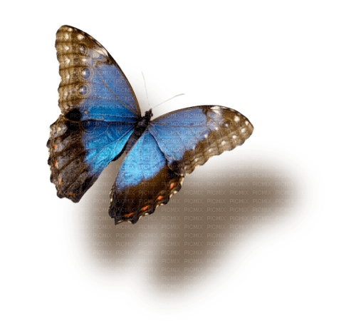 blue butterfly Bb2 - png gratis