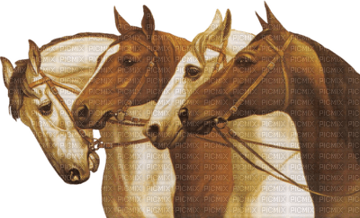 chantalmi  cheval - 免费PNG