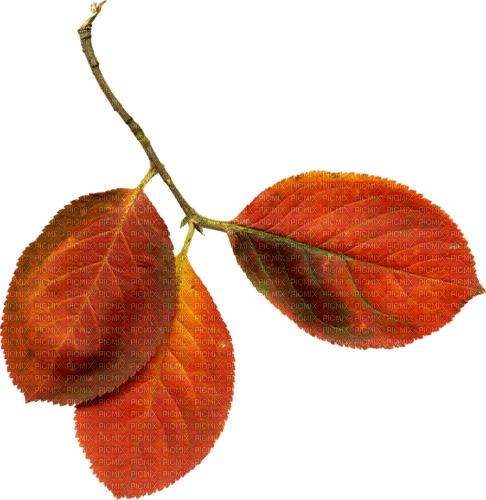 kikkapink deco autumn leaf leaves orange - фрее пнг
