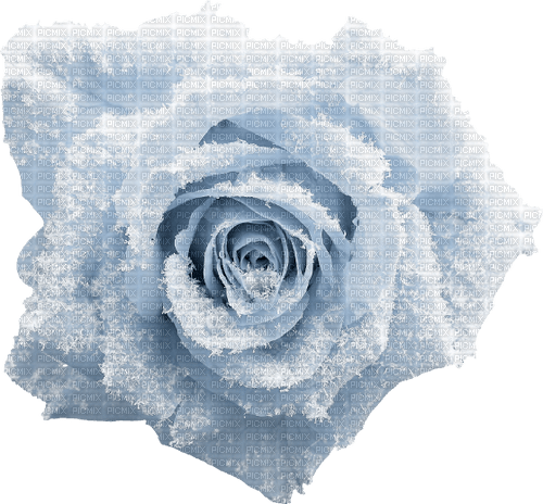 frozen rose Bb2 - Free PNG