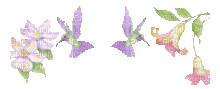 hummingbird border - Безплатен анимиран GIF