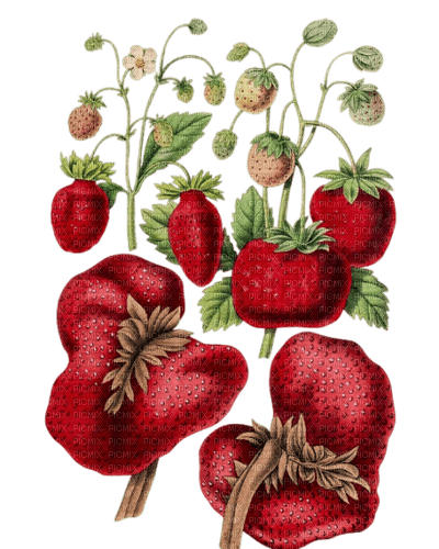 strawberries vintage sunshine3 - zdarma png