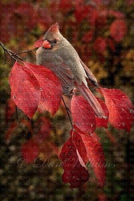 BIRD RED CARDINAL - zdarma png
