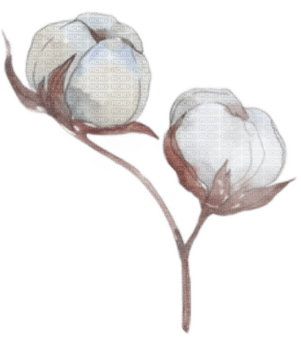cotton flowers watercolor Bb2 - zadarmo png