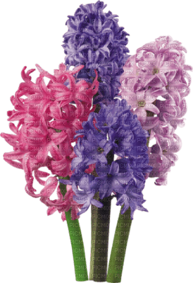 fleur - δωρεάν png