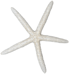 soave deco summer scrap starfish white - фрее пнг