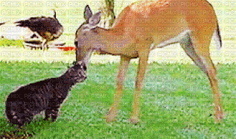 deer - GIF animasi gratis