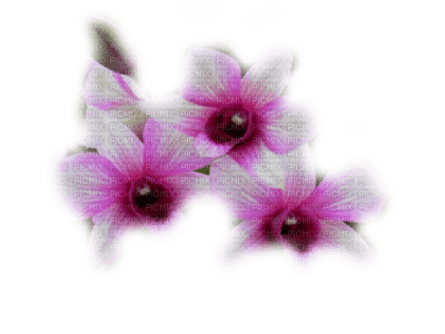 patymirabelle fleurs - png gratis
