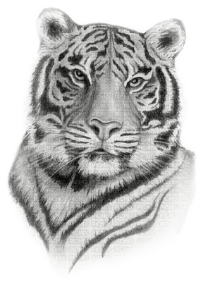 tiger katrin - zdarma png