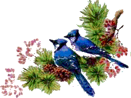 Christmas Blue Jays - Darmowy animowany GIF