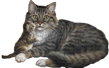 ani--katt -kattungar - Δωρεάν κινούμενο GIF