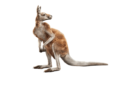 kangourou gif Adam64 a animal, - bezmaksas png