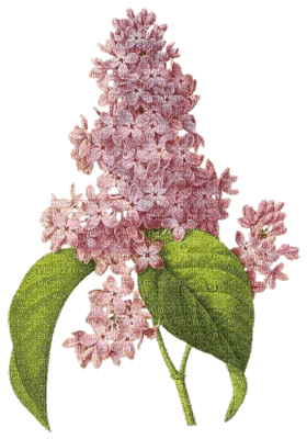 The lilac - Darmowy animowany GIF