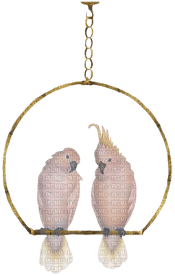 minou-birds-uccelli-fåglar - PNG gratuit
