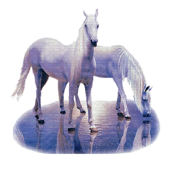 chevaux blanc sur l'eau - Free animated GIF