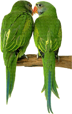 Papageien parrots perroquets - Darmowy animowany GIF