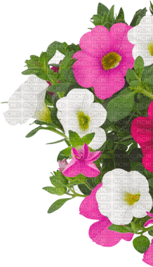 spring printemps flower fleur blossoms fleurs   tube deco pink blumen - 免费PNG