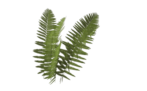 ✶ Plants {by Merishy} ✶ - 免费PNG