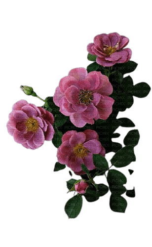 pink flowers 2 - PNG gratuit